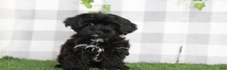 Yorkiepoo dogs for sale: Salem - Ad 3
