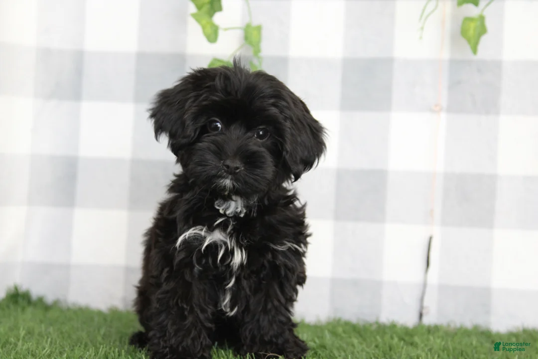 Yorkiepoo dogs for sale: Salem - Ad 3
