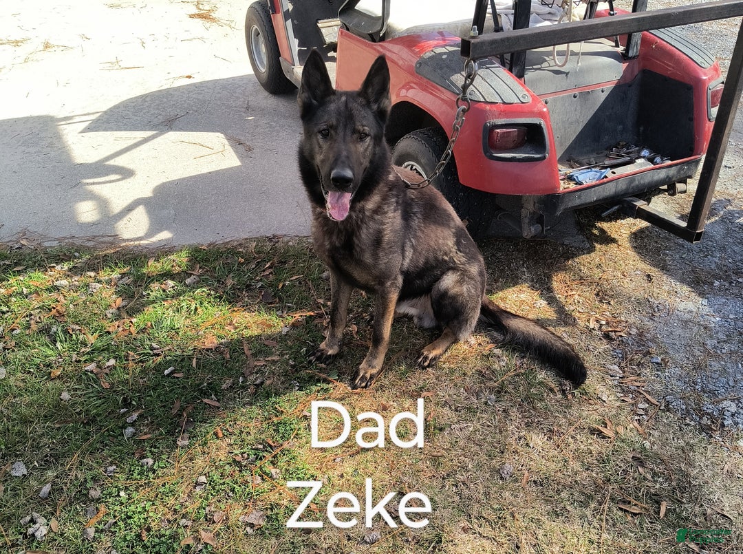 German Shepherd dogs for sale: Green collar female  - Ad 5