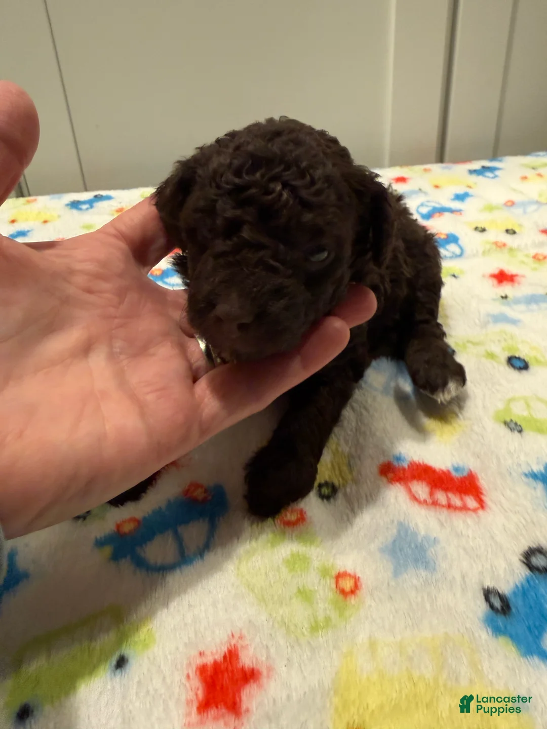 Miniature Poodle dogs for sale: MALLORY - Ad 1