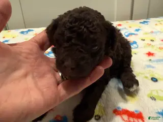 Miniature Poodle dogs MALLORY - Ad 18