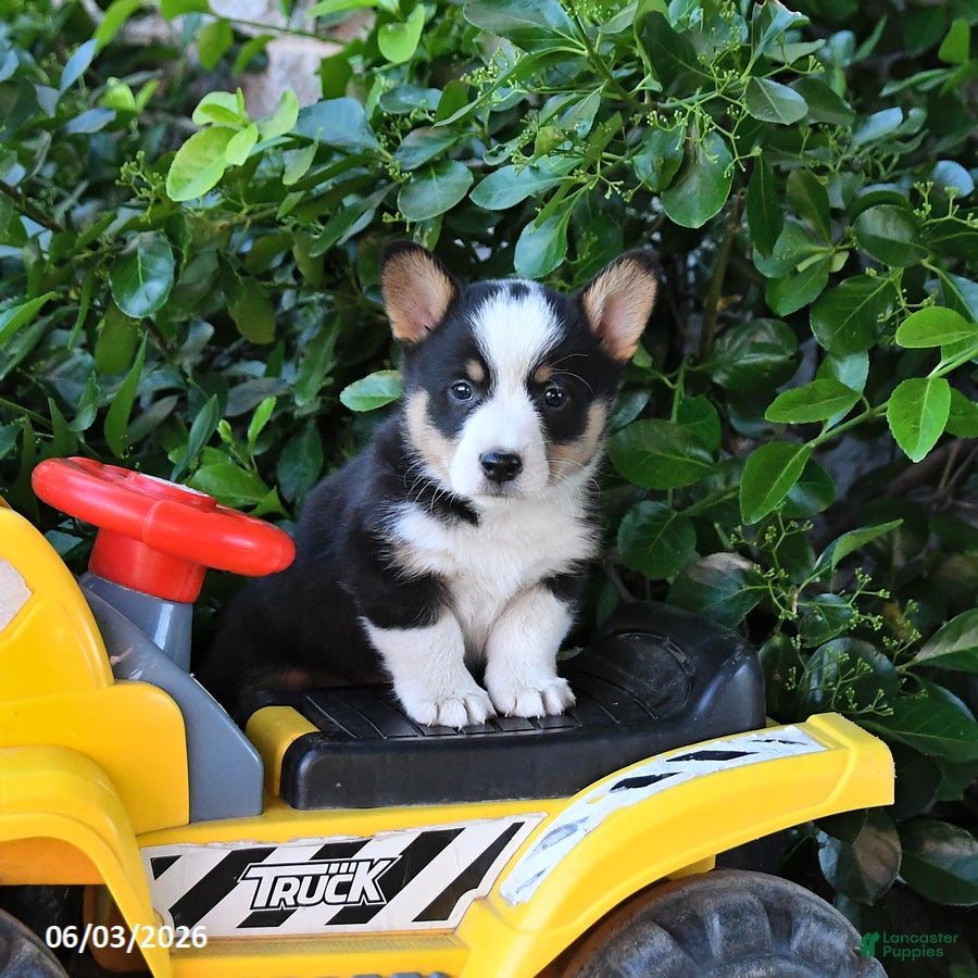 Welsh Corgi Pembroke dogs for sale: Milo - Ad 1