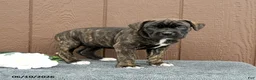 Cane Corso dogs for sale: Cassandra - Ad 1