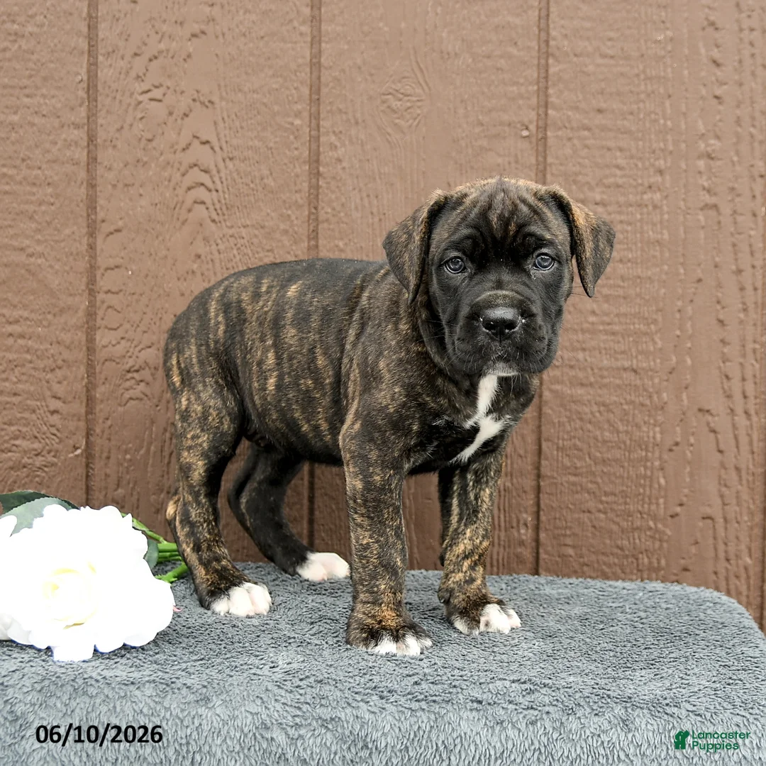 Cane Corso dogs for sale: Cassandra - Ad 1
