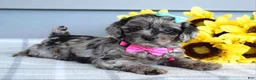 Cockapoo dogs for sale: Olivia - Ad 8