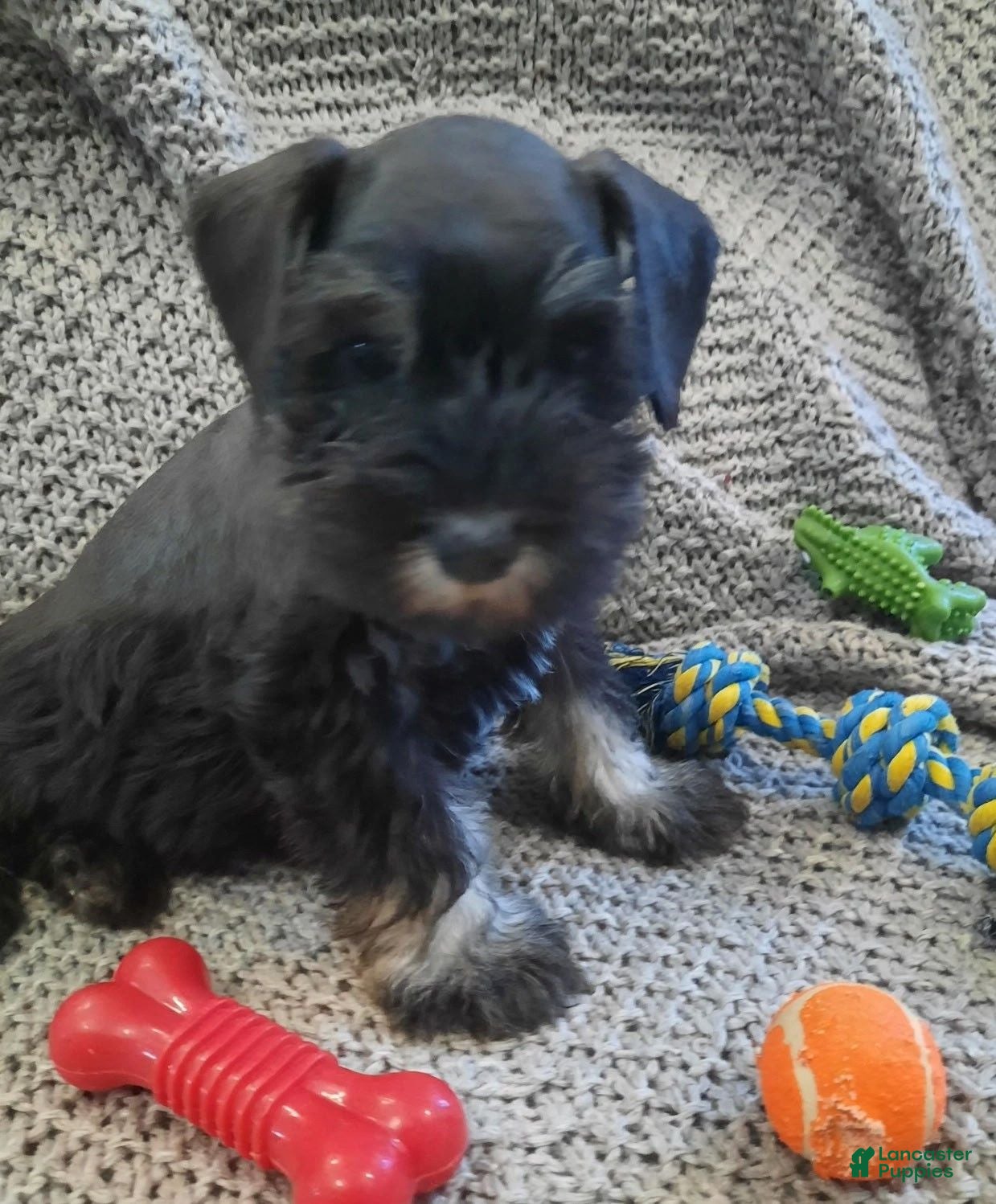 Miniature Schnauzer dogs AKC Sweet Pea - Ad 1