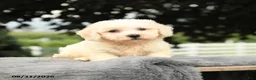 Bichon Frise dogs for sale: Lowel - Ad 1