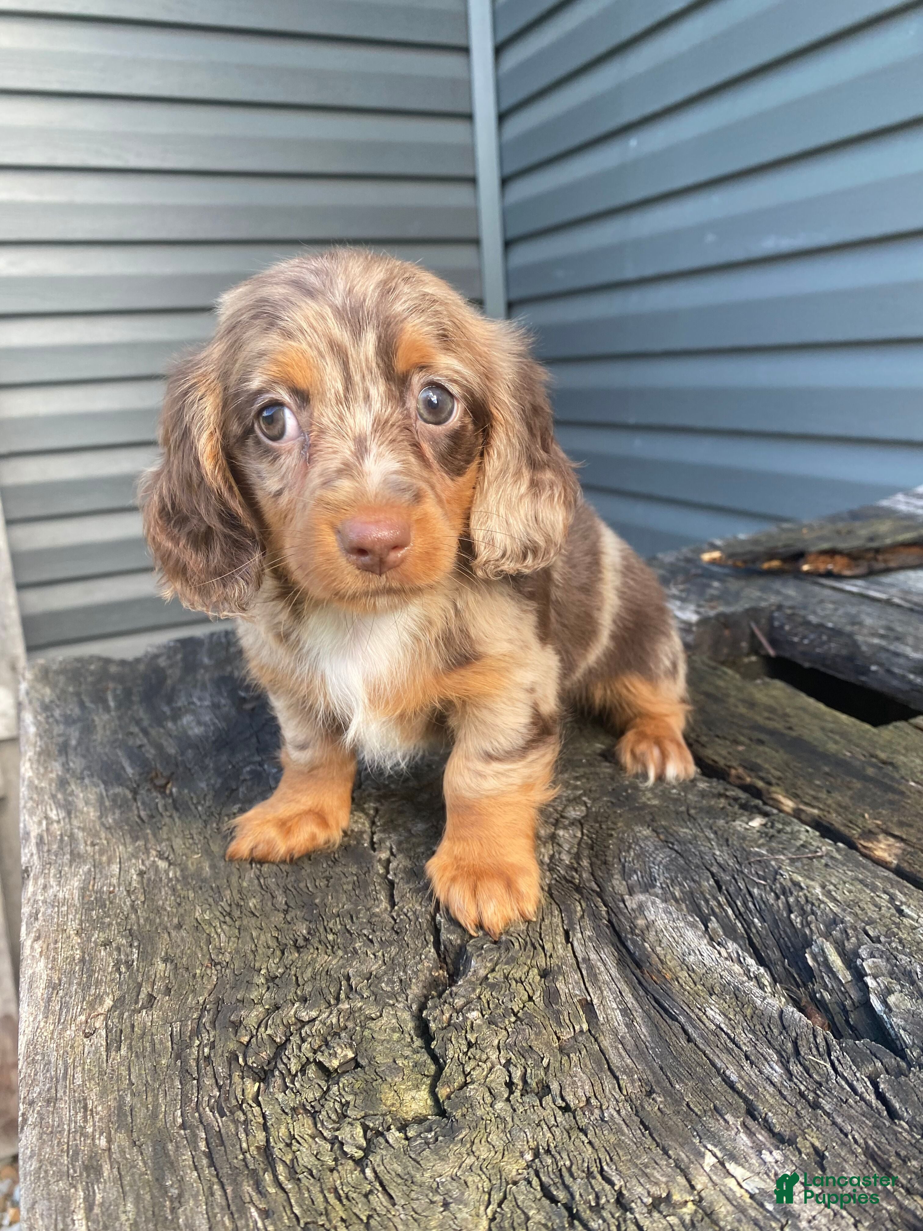 Miniature Dachshund dogs Nora - Ad 1