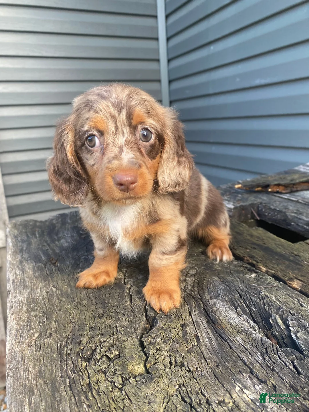 Miniature Dachshund dogs for sale: Nora - Ad 1