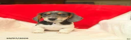 Dachshund dogs for sale: Melvin  - Ad 5