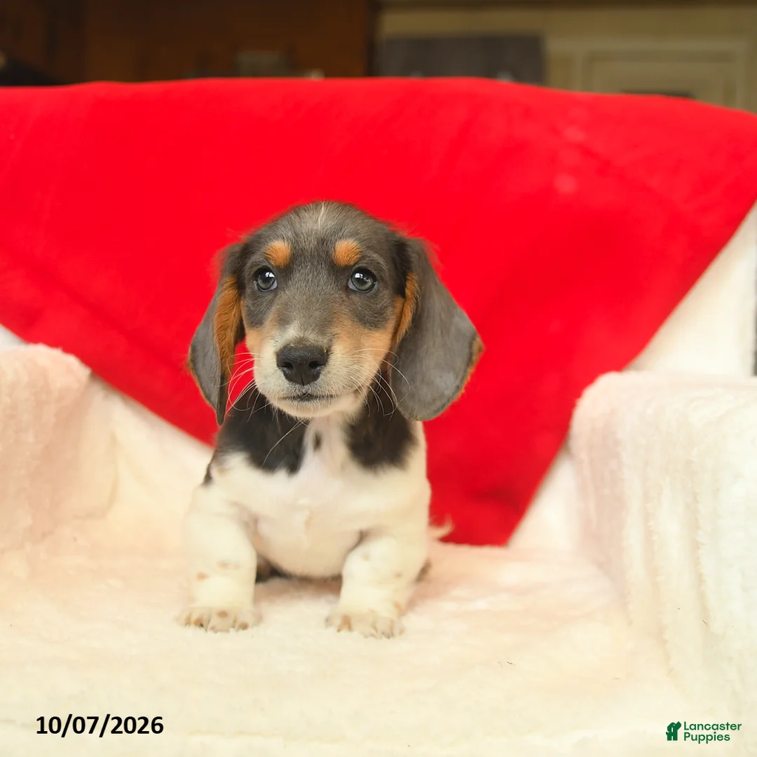 Dachshund dogs for sale: Melvin  - Ad 5