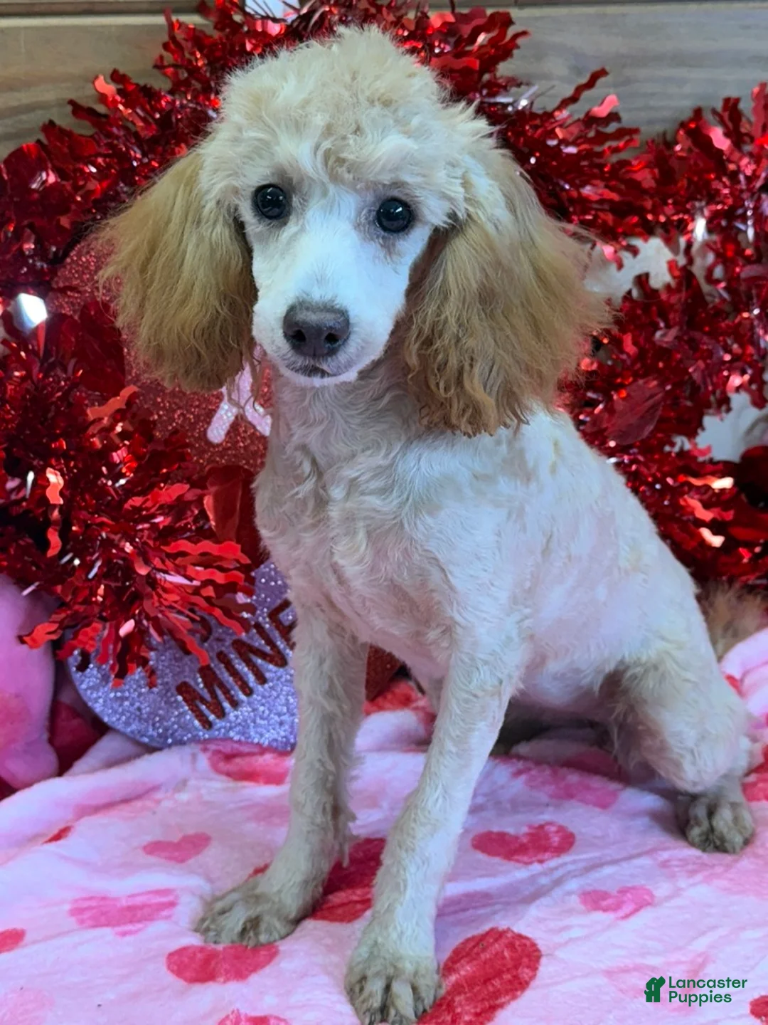 Toy Poodle dogs for sale: Sadie - Ad 3