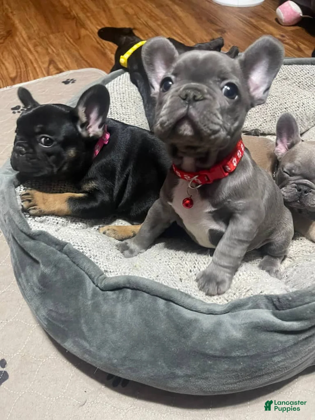 French Bulldog dogs for sale: French Bulldog Puppy 4 - Ad 1