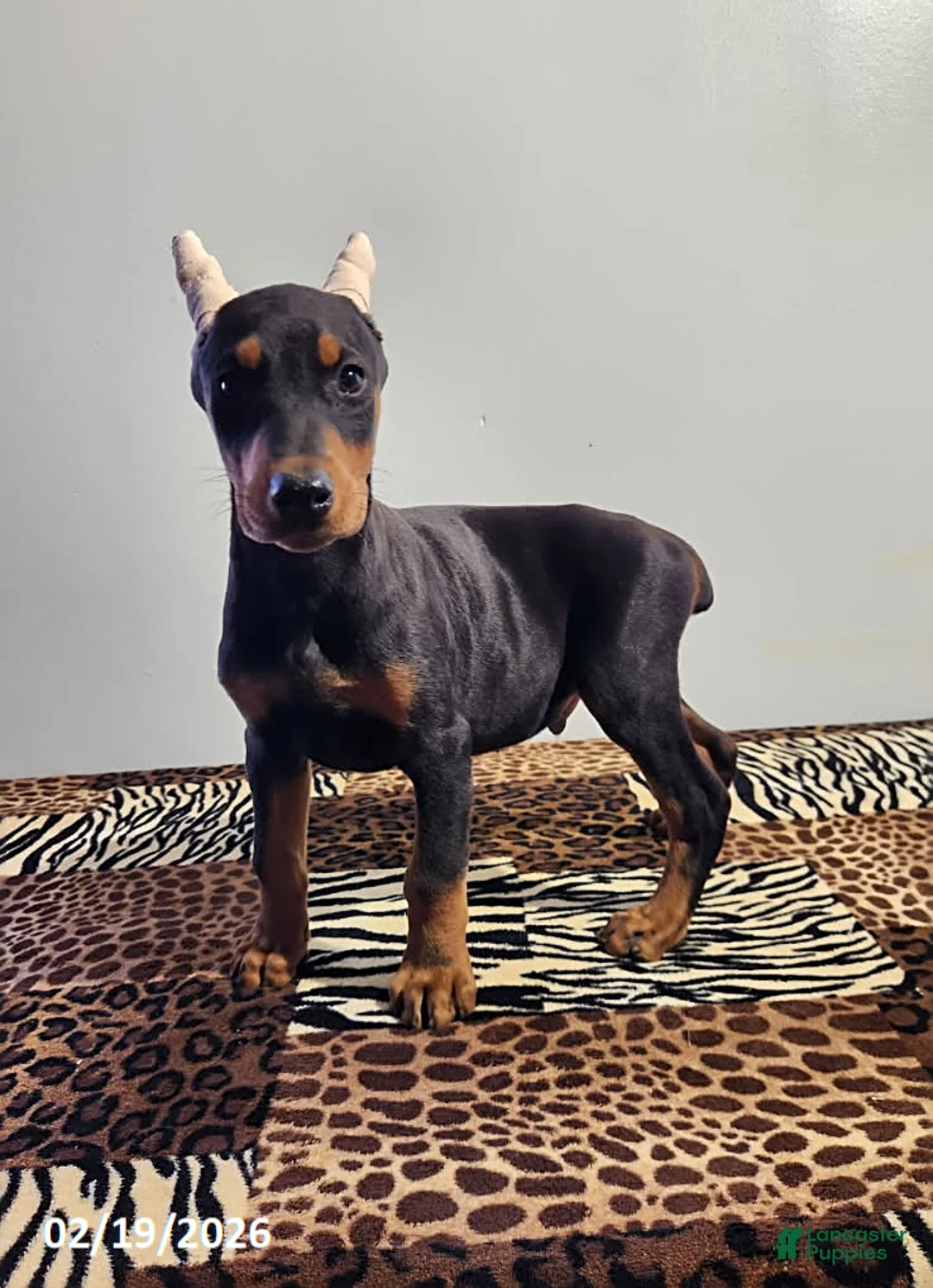 Doberman Pinscher dogs for sale: Rolex - Ad 5