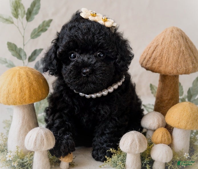 Shihpoo dogs Zoey - Ad 2