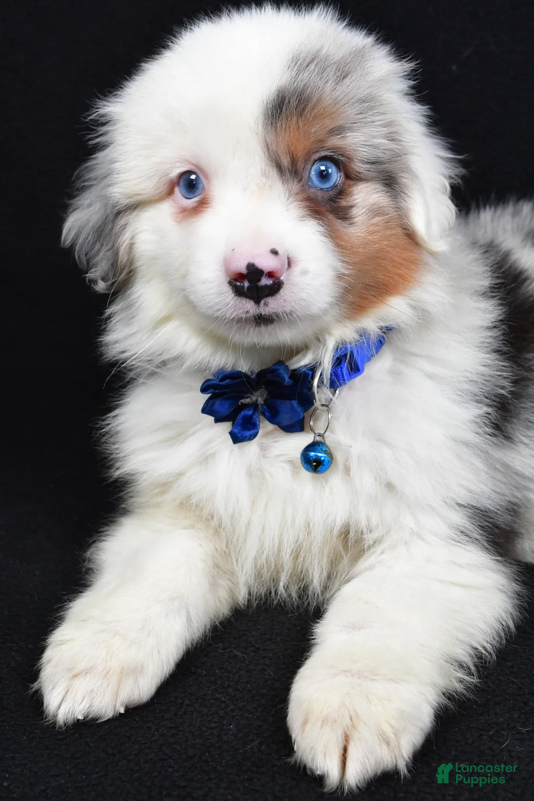 Miniature Australian Shepherd dogs for sale: Maverick  - Ad 3