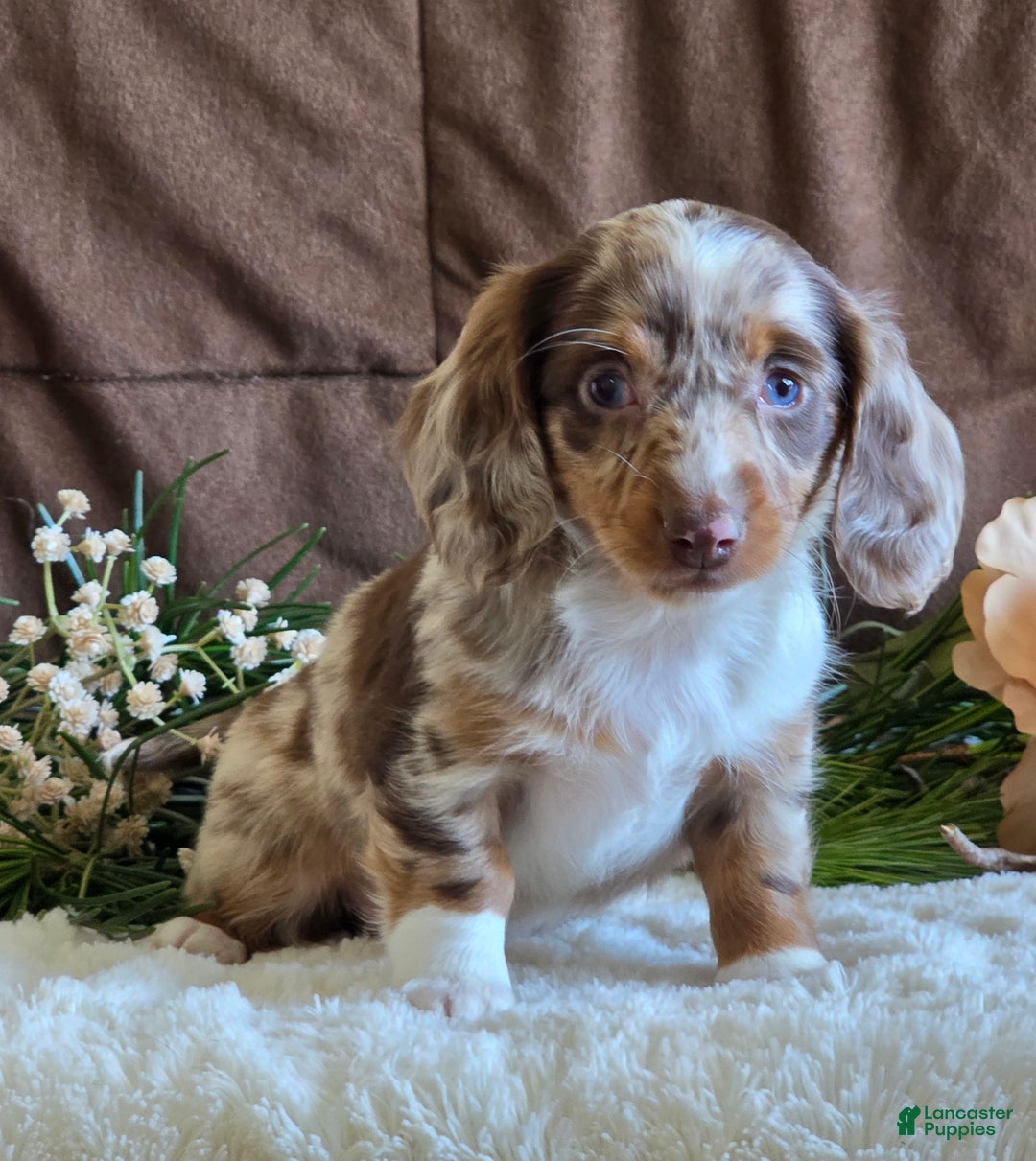 Miniature Dachshund dogs for sale: Sandy - Ad 5