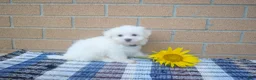 Maltese dogs for sale: Ryan 🩵 - Ad 4