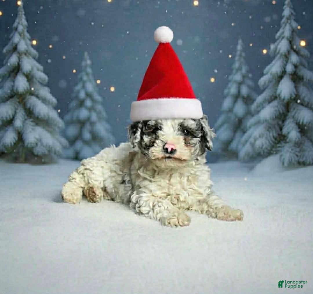 Toy Poodle dogs for sale: Marvel - Ad 2