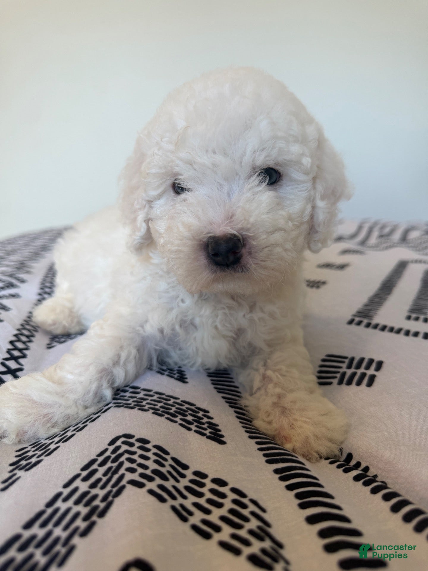 Toy Poodle dogs for sale: Teddy - Ad 1