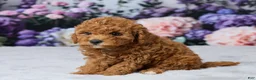 Cavapoo dogs for sale: Twix - Ad 2