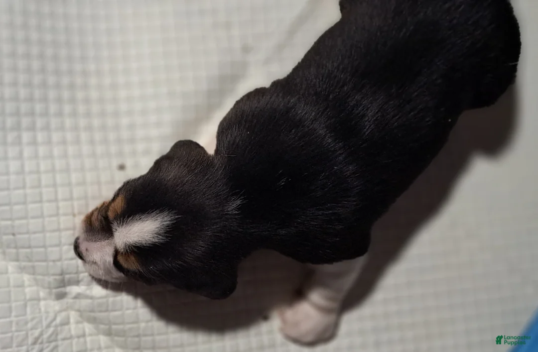 Beagle dogs for sale: Beagle Puppy 1 - AKC registrable - Ad 1