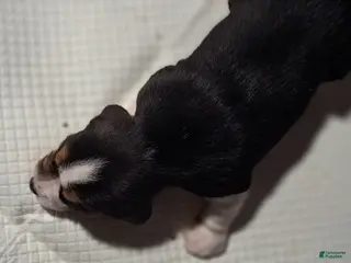 Beagle dogs Beagle Puppy 1 - AKC registrable - Ad 1