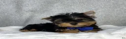 Yorkshire Terrier dogs for sale: Dakota - Ad 4