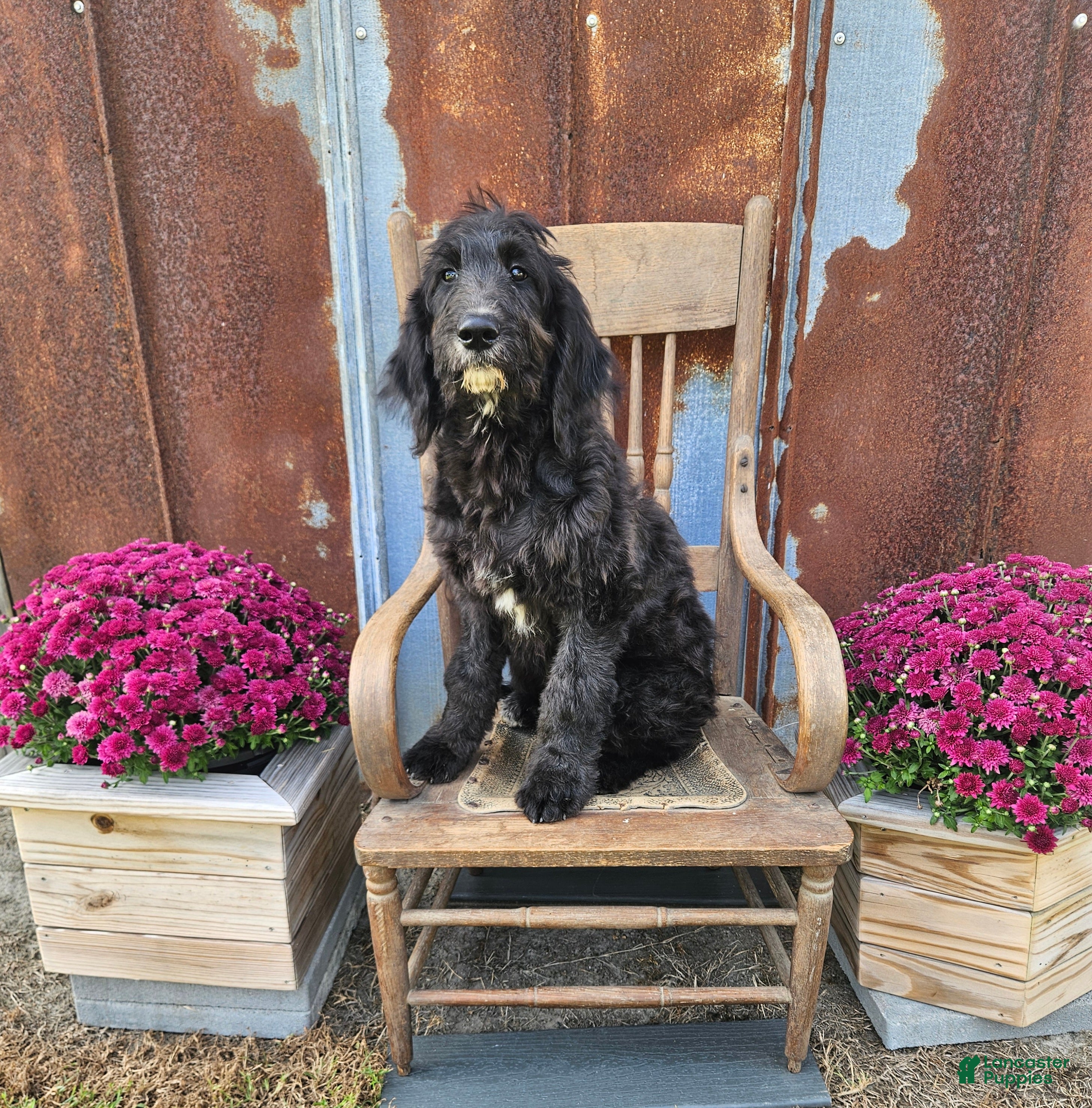 Goldendoodle dogs F1 SweetPea - Ad 37