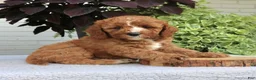 Cavapoo dogs for sale: Bentley  - Ad 4