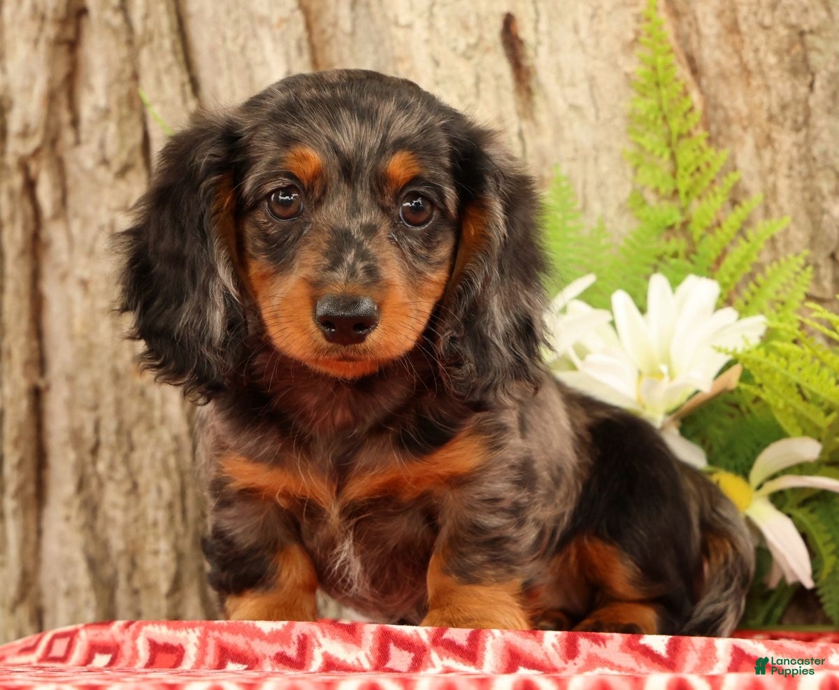 Miniature Dachshund dogs Tiny - Ad 2