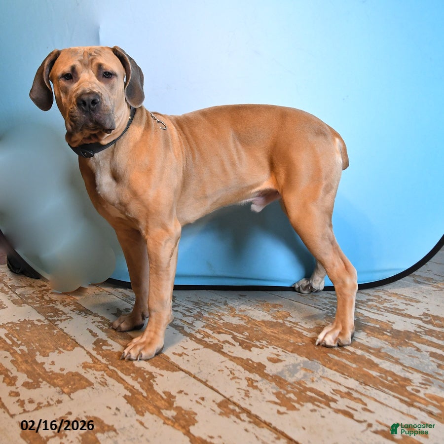 Mixed Breed dogs George - Ad 1