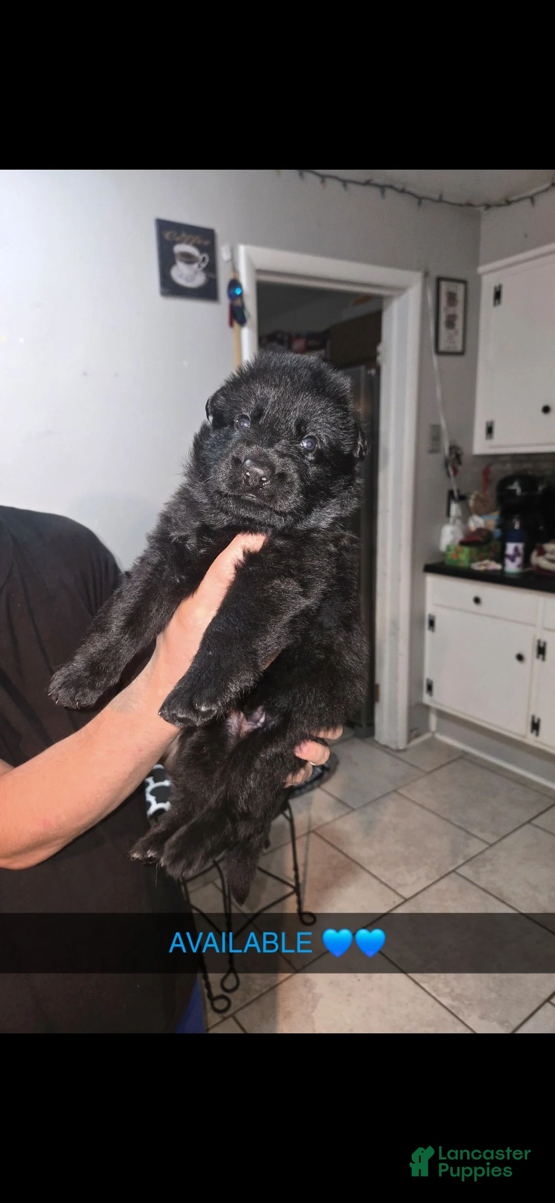German Shepherd dogs for sale: German Shepherd 4 - Ad 1