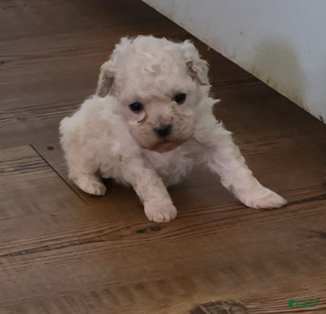 Standard Poodle dogs for sale: Snow - Ad 4