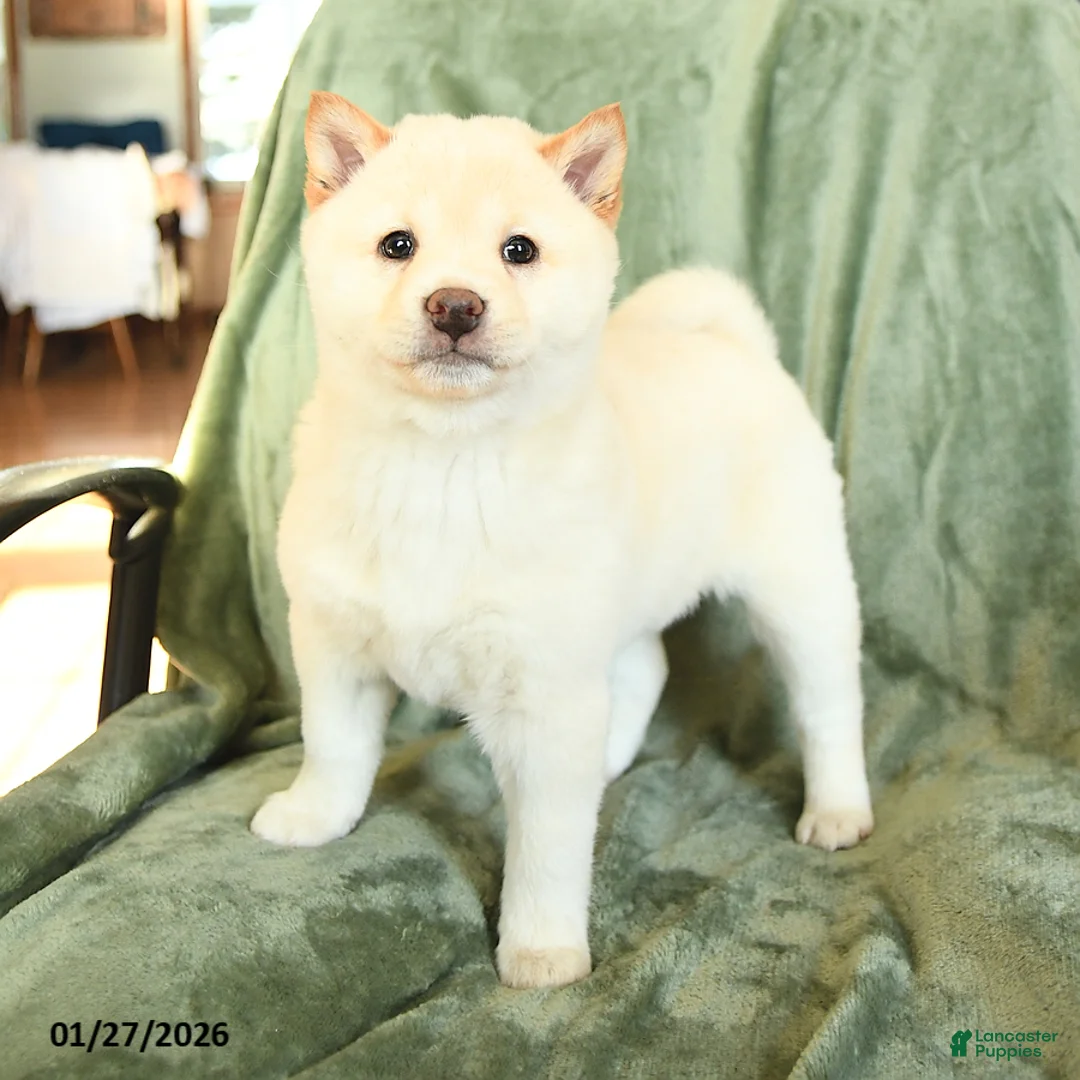 Shiba Inu dogs for sale: Sally - Ad 2