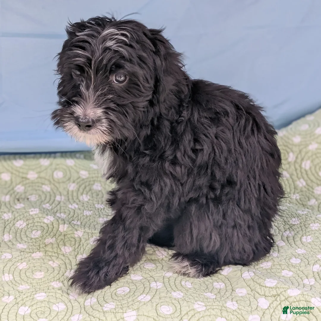 Mixed Breed dogs for sale: Bad Bunny - Ad 3