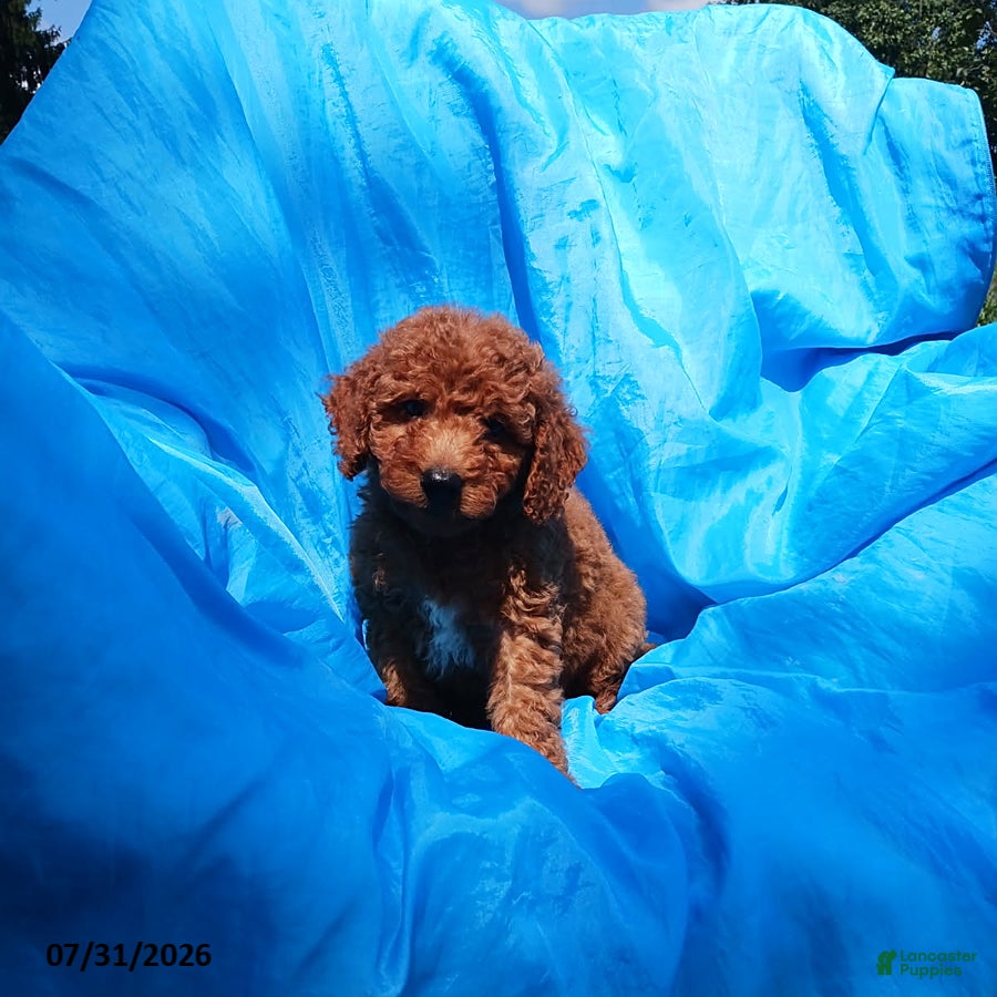 Mini Goldendoodle dogs for sale: Aaron - Ad 1