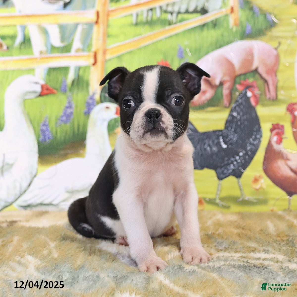 Boston Terrier dogs Ruby - Ad 12