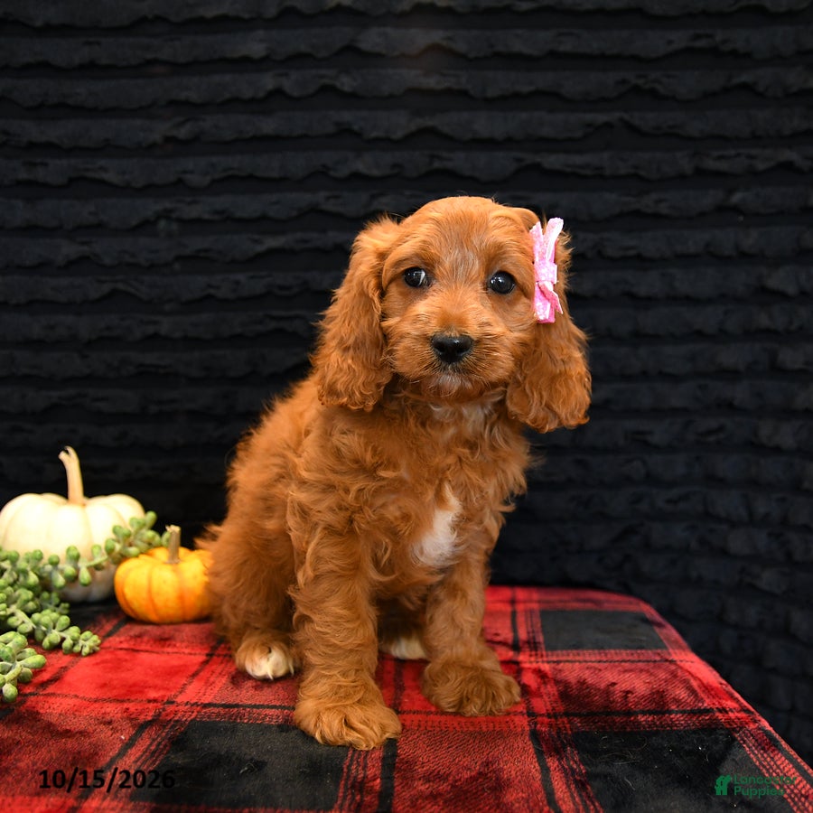 Cavapoo dogs for sale: Orie - Ad 1