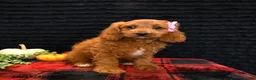 Cavapoo dogs for sale: Orie - Ad 1