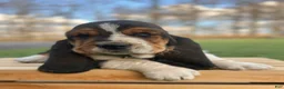 Basset Hound dogs for sale: Oscar - Ad 15