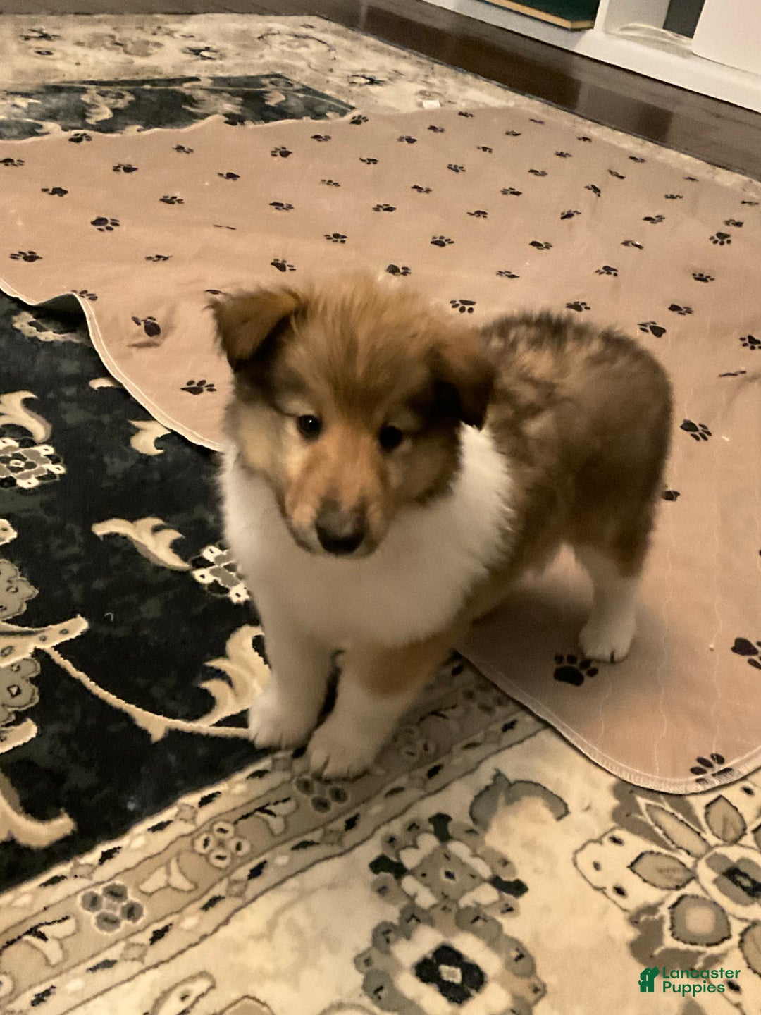 Collie dogs for sale: Collie Puppy 7 - Ad 5