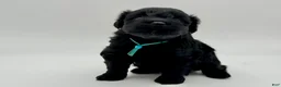 Miniature Schnauzer dogs for sale: Clover - Ad 6
