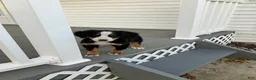 Bernese Mountain Dog dogs for sale: Akc Dan - Ad 6