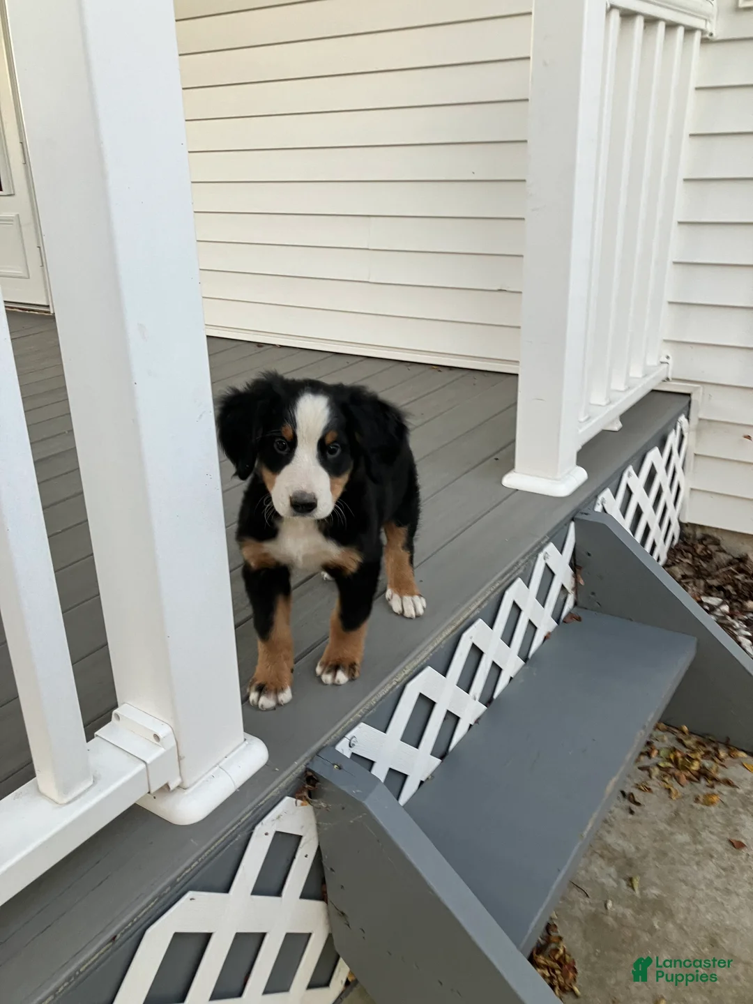 Bernese Mountain Dog dogs for sale: Akc Dan - Ad 6