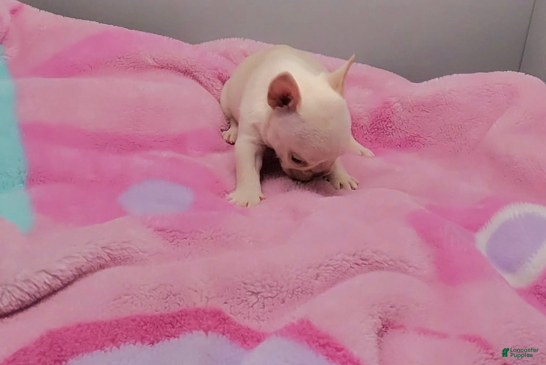 French Bulldog dogs French Bulldog 6 - Ad 1