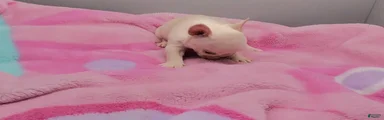 French Bulldog 6