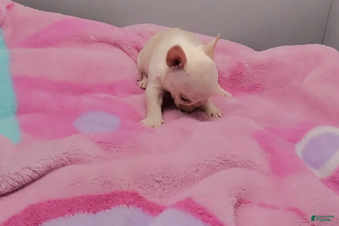 French Bulldog dogs for sale: French Bulldog 6 - Ad 1