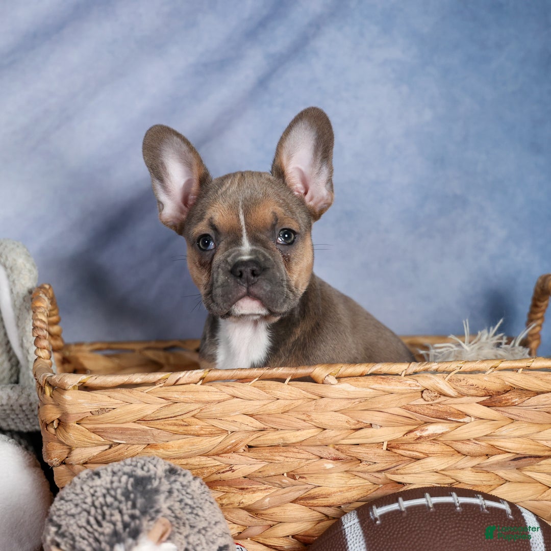 Frenchton dogs for sale: NEVA - Ad 12