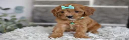 Cavapoo dogs for sale: Faye - Ad 8